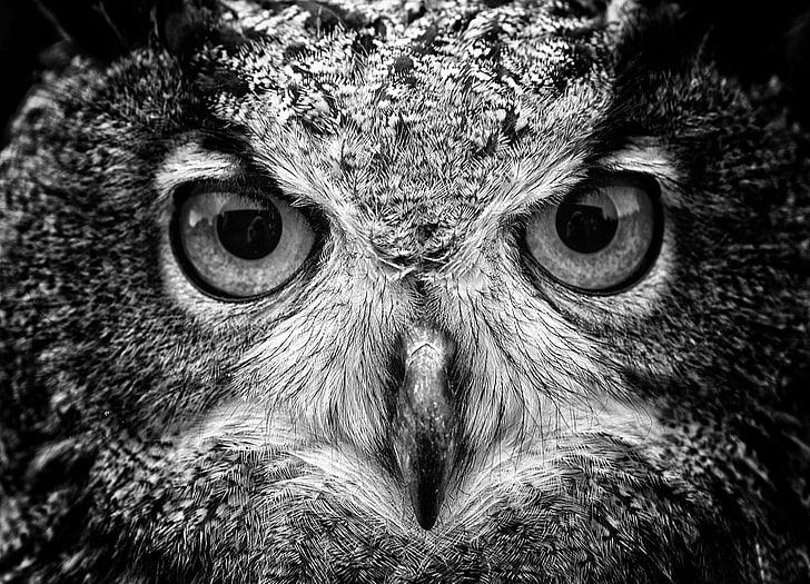 black and gray eagle, grayscale photography of owl, animals, macro, owl, birds, HD wallpaper