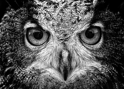 águila negra y gris, fotografía en escala de grises de búho, animales, macro, búho, pájaros, Fondo de pantalla HD HD wallpaper