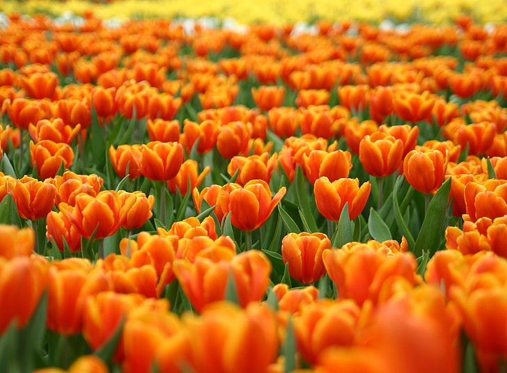 Orange Tulips Spring Flowers, orange petaled flower field, Seasons, Spring, Orange, Tulips, Flowers, HD wallpaper