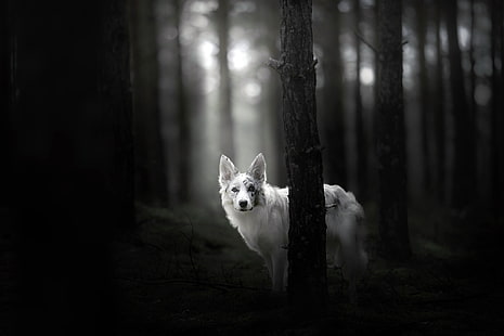 ذئب ، أحادي اللون ، حيوانات ، كلب ، أشجار ، غابة، خلفية HD HD wallpaper