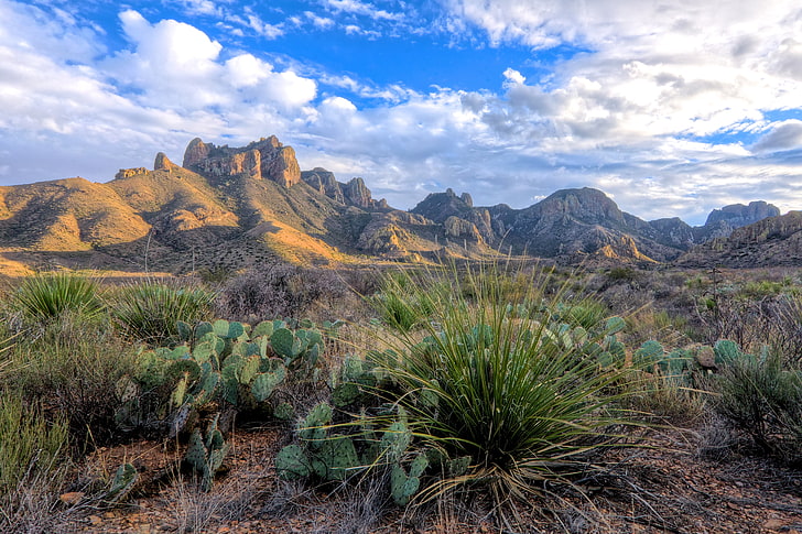 green cacti, desert, cactus, landscape, shrubs, clouds, mountains, Texas, national park, HD wallpaper