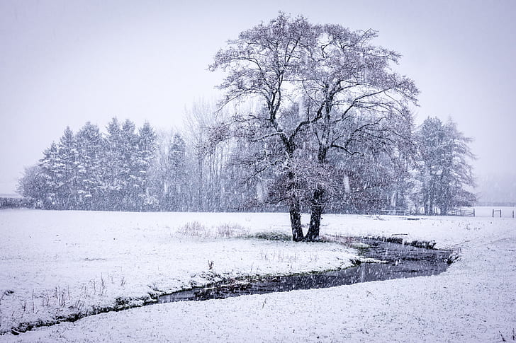 деревья, зима, снег, пейзаж, HD обои
