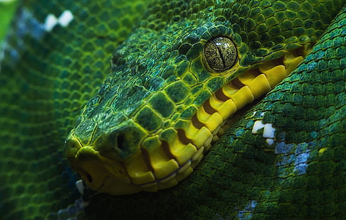 สัตว์เลื้อยคลานงูเหลือมงูเหลือมระยะใกล้ตาสีเขียวสัตว์เลื้อยคลานงูหลามต้นไม้, วอลล์เปเปอร์ HD HD wallpaper