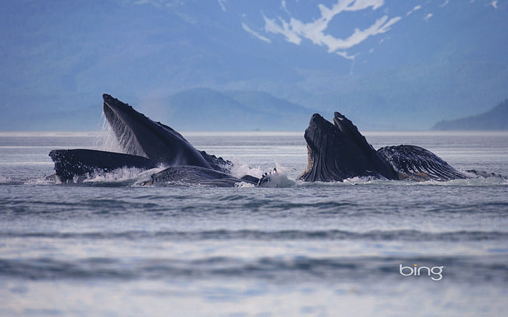 Лин канал, Аляска, САЩ, черен кит, САЩ, морето, Аляска, природа, Лин канал, гърбави китове, HD тапет
