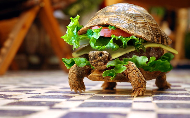 kanapka z żółwiem, żółw, zwierzęta, hamburgery, kanapki, hamburgery, obróbka zdjęć, głębia ostrości, sałata, burger, lato, w kratkę, Photoshop, Tapety HD