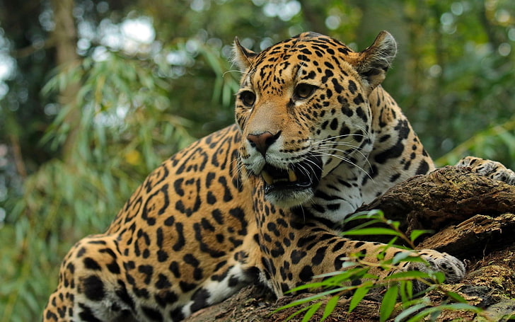 yellow and brown cheetah, jaguar, big cat, predator, snout, teeth, HD wallpaper