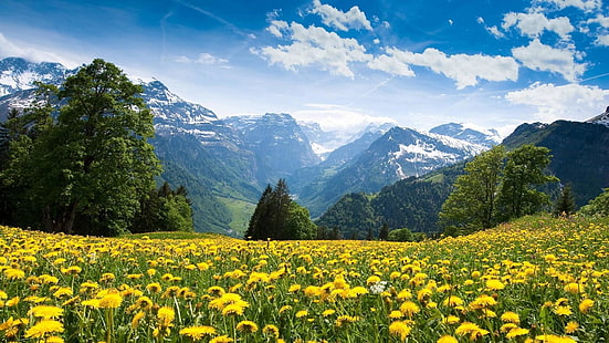 meadow, flowery meadow, flowery, field, hills, hill-side, nature, HD wallpaper HD wallpaper