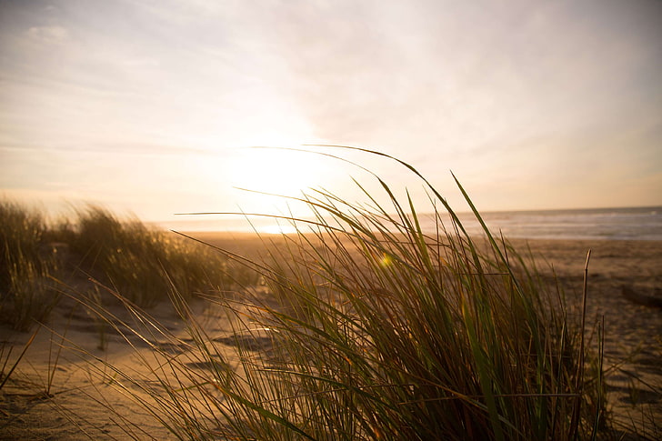 Strand, Düne, Gras, Meer, Wind, HD-Hintergrundbild