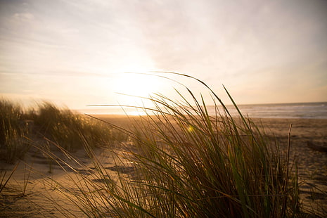 الشاطئ ، الكثبان الرملية ، العشب ، البحر ، الرياح، خلفية HD HD wallpaper