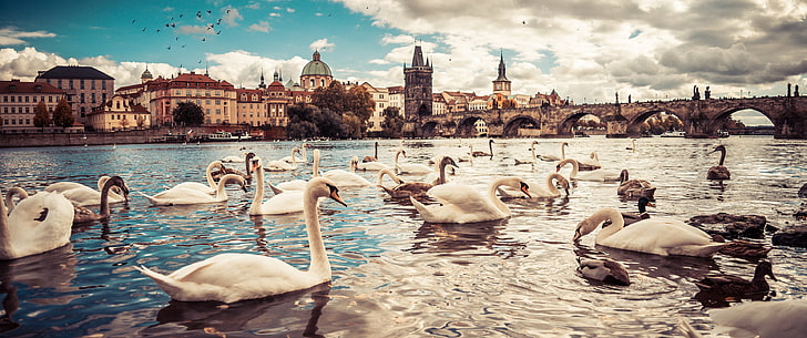 Прага, Чехия, лебедь, животные, городской пейзаж, река, река Молдау, гуси, голубые, панорама, HD обои