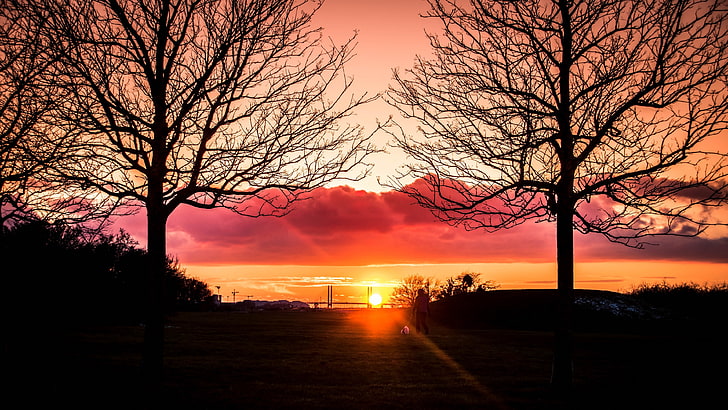 silueta, puesta de sol, árboles, tarde, anochecer, horizonte, sol, Fondo de pantalla HD
