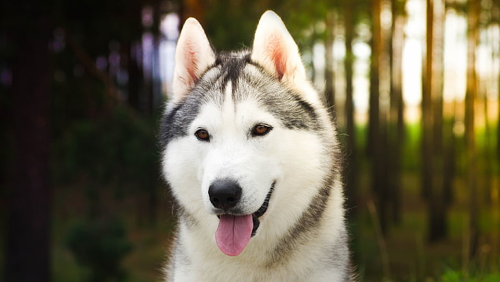 Husky Siberiano blanco y negro, perro, animales, Husky Siberiano, Fondo de pantalla HD