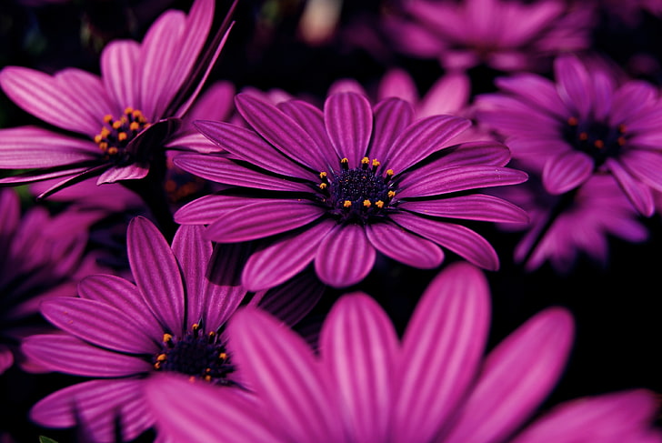 Lila, lila Blüten, 4K, HD-Hintergrundbild