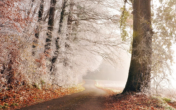 Frost on trees, road, trees, frost, HD wallpaper