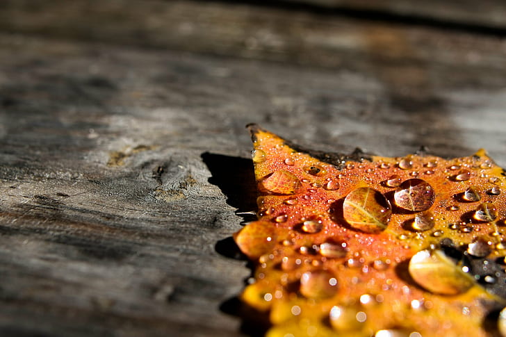 water dew on autumn leaf, water, dew, autumn leaf, leaves, cottage  Lake, Lake St. Peter  Ontario, Canada, calendar, ss, art, leaf, close-up, autumn, red, nature, HD wallpaper