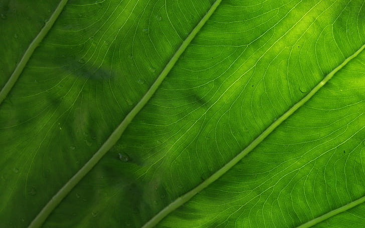 feuilles, plantes, macro, gouttes d'eau, Fond d'écran HD