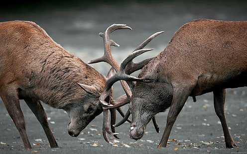 Deers fight, 2 brown moose, deer, animal, fight, HD wallpaper HD wallpaper
