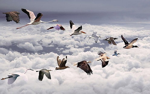 All Birds Widescreen HD, una variedad de pájaros volando en forma de imagen en V, pájaros, creativos, gráficos, creativos y gráficos, pantalla panorámica, todos, Fondo de pantalla HD HD wallpaper