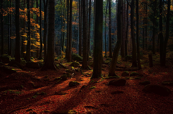 ภูมิทัศน์ธรรมชาติป่าต้นไม้, วอลล์เปเปอร์ HD