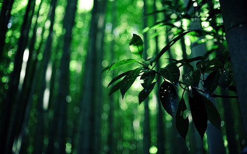 Листья бамбуковые зеленые HD, природа, зеленые, листья, бамбук, HD обои HD wallpaper