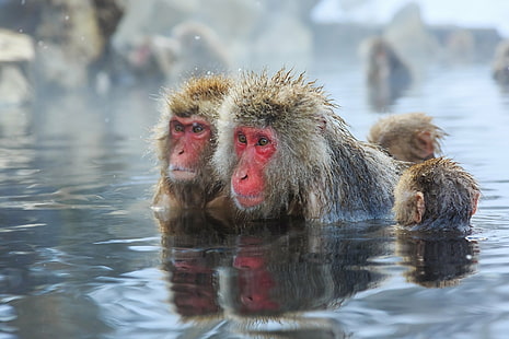 Singes, Macaque Japonais, Fond d'écran HD HD wallpaper