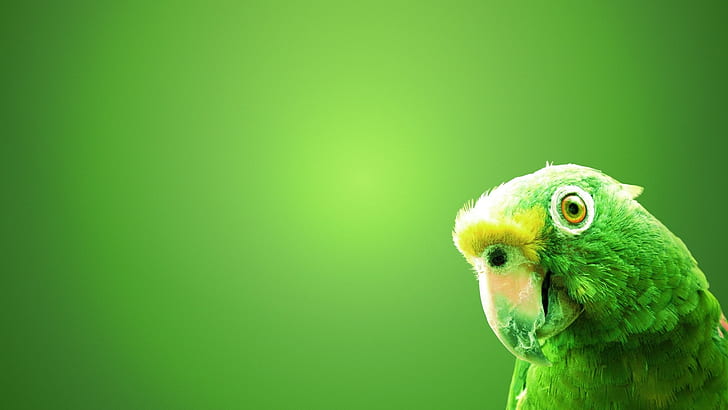 นกแก้วสีเขียว 1920x1080 Animals Birds HD Art, Green, BIRDS, วอลล์เปเปอร์ HD