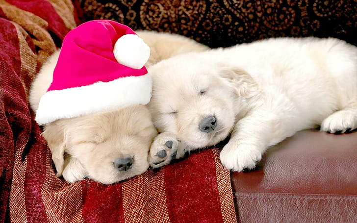Рождественские приятели, 2 щенков золотистого ретривера, друзья, собаки, животные, рождество, HD обои