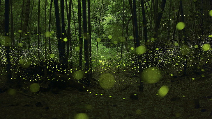 Beautiful jungle fireflies-Windows 10 Wallpaper, green trees, HD wallpaper