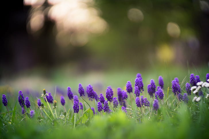 Makrofotografie von Lavendel, Helios, f1.5, M42, Makrofotografie, f / 1.5, Natur, lila, Blume, Sommer, Pflanze, draußen, grün Farbe, Frühling, Wiese, Schönheit in der Natur, HD-Hintergrundbild