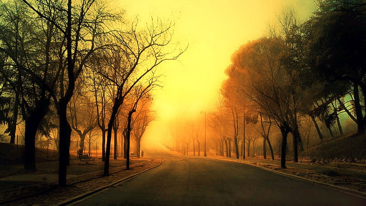طريق خرساني رمادي ، طريق ، ضوء الشمس ، الأشجار، خلفية HD