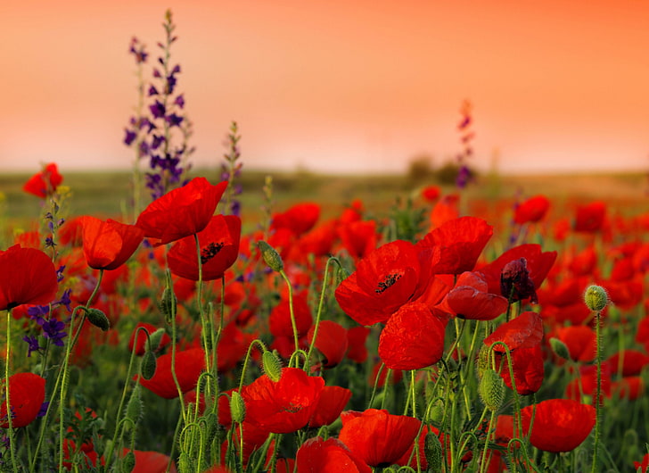 red poppy flower field, poppies, flowers, field, sharpness, summer, HD wallpaper
