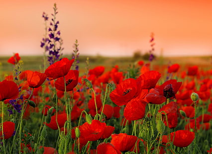 champ de fleurs de pavot rouge, coquelicots, fleurs, champ, netteté, été, Fond d'écran HD HD wallpaper
