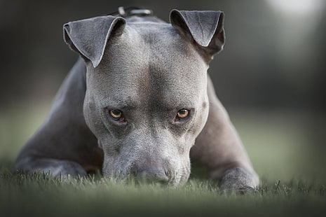 erba, sguardo, viso, cane, pitbull, American pit bull Terrier, Sfondo HD HD wallpaper