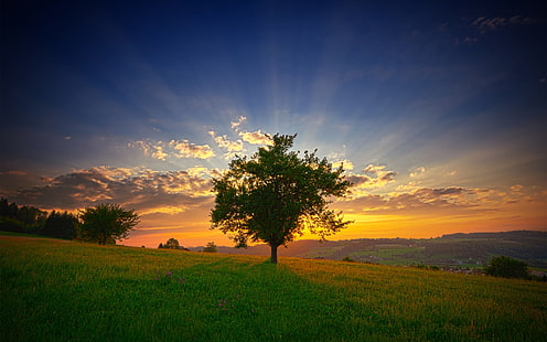 albero a foglie verdi, alberi, paesaggio, natura, tramonto, luce solare, campo, estate, nuvole, erba, Sfondo HD HD wallpaper