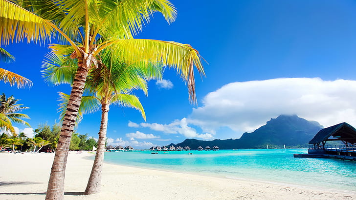 Bora Bora Beach, zielone palmy kokosowe, bora bora, plaża, egzotyczne, tropikalne, palmier, Tapety HD