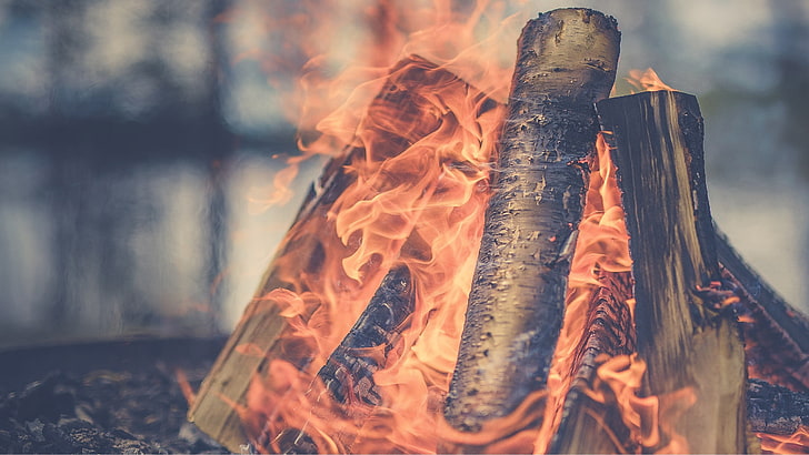 hutan cokelat, api, kayu bulat, api unggun, Wallpaper HD