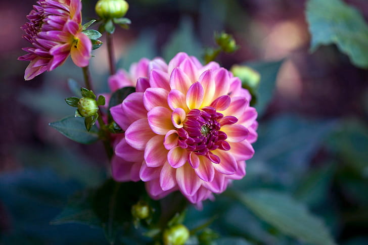 tilt-shift fotografering av rosa och gul Dahlia blomma, skönhet, tilt-shift fotografering, rosa, gul, Dahlia, blomma, växt, natur, rosa Färg, kronblad, blomma huvud, närbild, botanik, HD tapet