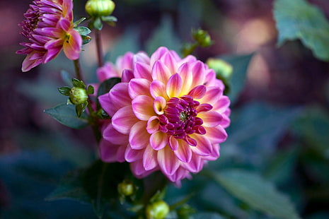fotografia tilt-shift różowego i żółtego kwiatu dalii, piękna, fotografia tilt-shift, różowy, żółty, dalia, kwiat, roślina, natura, różowy kolor, płatek, głowa kwiatu, zbliżenie, botanika, Tapety HD HD wallpaper