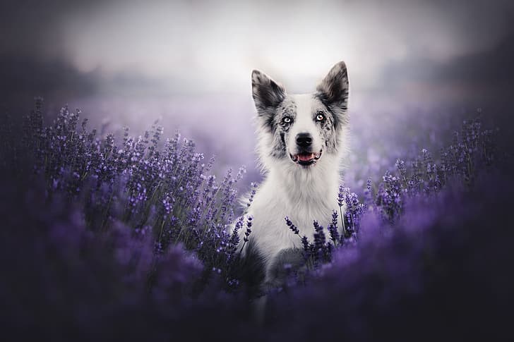 look, face, flowers, dog, lavender, bokeh, The border collie, HD wallpaper
