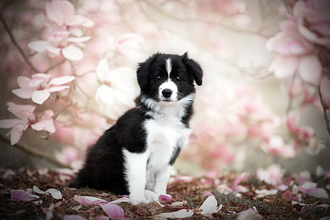 犬、ボーダーコリー、動物の赤ちゃん、犬、ペット、子犬、春、 HDデスクトップの壁紙 HD wallpaper