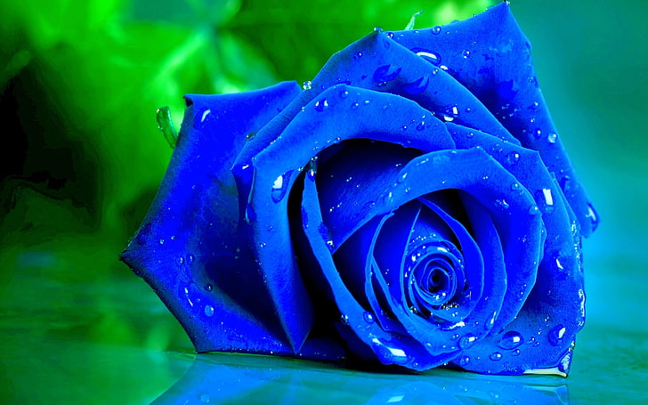 голубая роза, капли, макро, роза, лепестки, бутон, синяя, HD обои