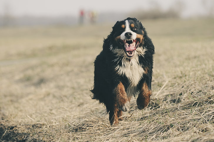 adult tricolor Bernese mountain dog, bernese mountain dog, bernese shepherd, dog, runs, HD wallpaper