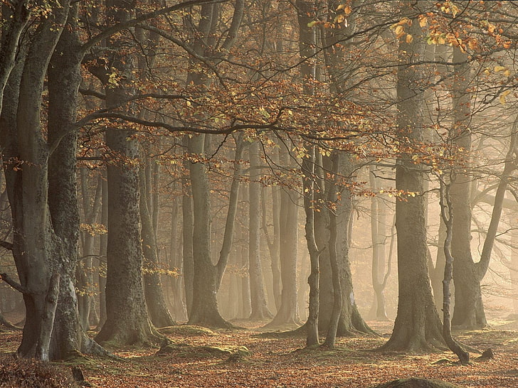 две коричневые и черные кожаные сумки, деревья, лес, природа, осень, HD обои