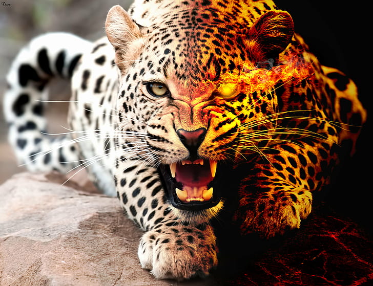 Leopard med flammande öga liggande på sten under dagtid, Ljus och mörker, Leopard, öga, sten, dagtid, konstverk, photoshop, cs6, manipulation, fotomanipulation, digital konst, grafisk design, brandkonst, eldflamma, rökkatt, djur, obestämd Katt, djurliv, kattdjur, däggdjur, stor katt, fara, rovdjur, natur, djur i det vilda, fläckig, safari djur, afrika, päls, jaguar, HD tapet