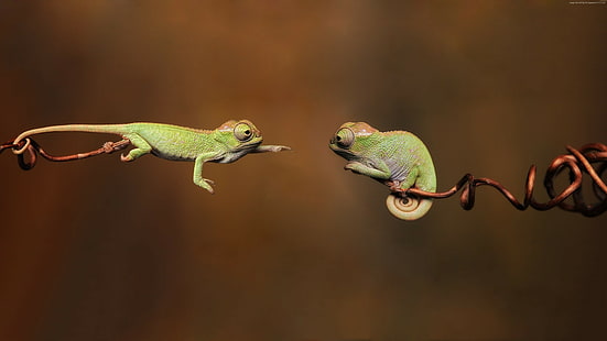 chameleon, 4k, HD wallpaper HD wallpaper