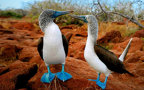 Blue Footed Boobies, due uccelli bianchi e neri, animali, uccelli, animali, Sfondo HD HD wallpaper