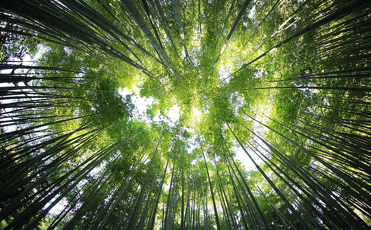 Bamboo Forest, green leafed tree, Nature, Forests, Green, Grass, Forest, Plants, Bamboo, Giant, Woods, Evergreen, flowering, lookup, lookingup, perennial, Bamboos, HD wallpaper