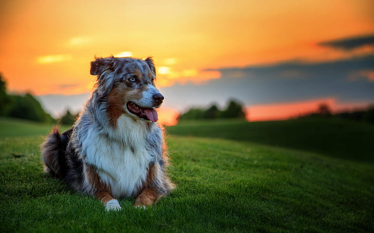 Schöner australischer Schäferhund, australischer Schäferhund, Sonnenuntergang, Landschaft, HD-Hintergrundbild