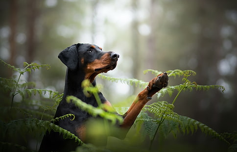  Dogs, Doberman Pinscher, Dog, Fern, Pet, HD wallpaper HD wallpaper