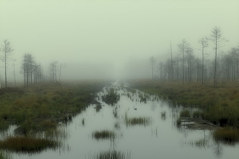туман, болото, деревья, HD обои HD wallpaper